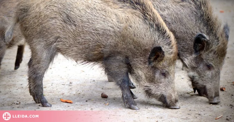 Denunciat per matar un porc senglar de manera il·legal