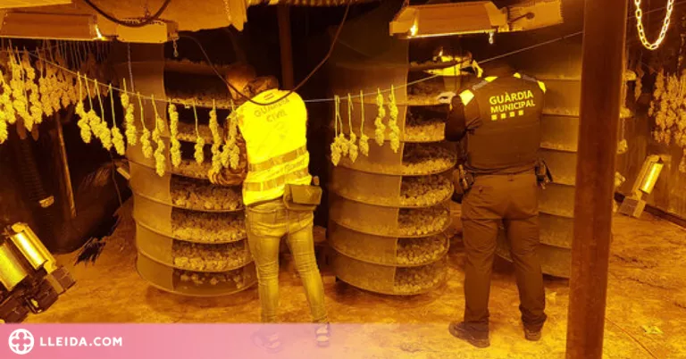 Desmantellen una plantació de marihuana en una nau agrícola