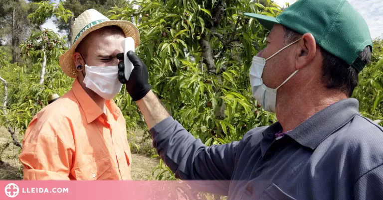 Vuit ajuntaments del Segrià rebran més de 280.000 euros en ajuts covid per la campanya de la fruita