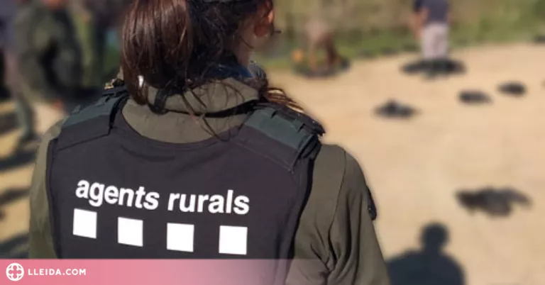 Localitzen al Segrià quatre cignes i una cigonya morts amb grip aviària