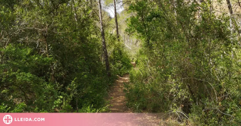 Fins a 9.000 espècies d'arbres podrien estar encara per descobrir