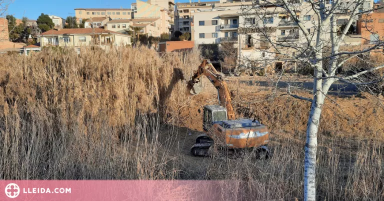 Tàrrega inverteix uns 78.000 euros per netejar i plantar d’arbres a la llera del riu Ondara