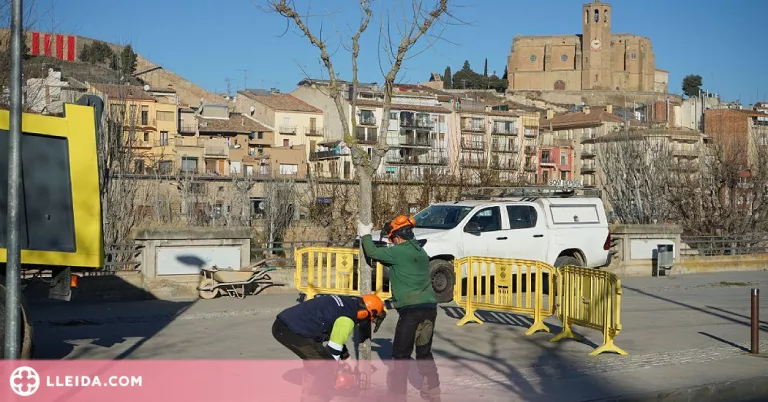 Balaguer replanta 68 arbres a l'avinguda dels Països Catalans