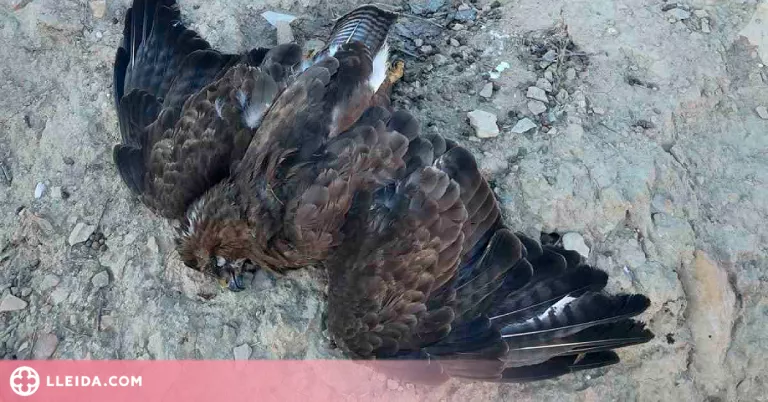 Denuncien un veí del Segrià per la mort d'espècies protegides i l'ús de productes tòxics no autoritzats