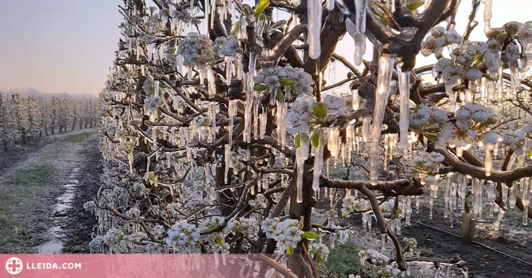 La gelada d'aquesta matinada provoca "pèrdues importants" a la fruita dolça de Ponent