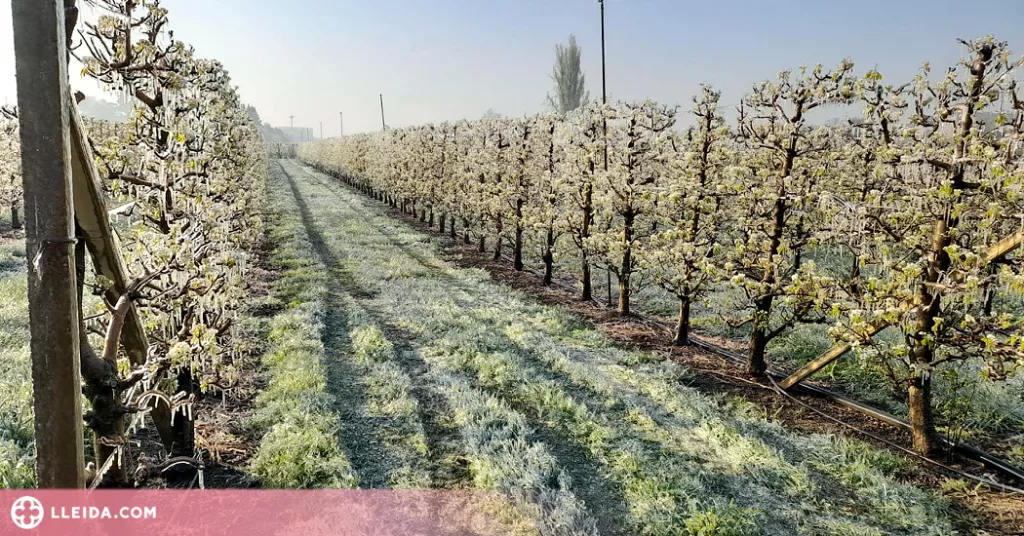 La gelada d'aquesta matinada provoca "pèrdues importants" a la fruita dolça de Ponent