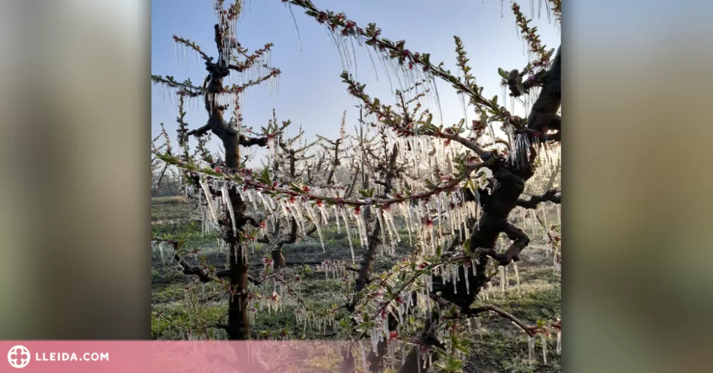 La gelada d'aquesta matinada provoca "pèrdues importants" a la fruita dolça de Ponent
