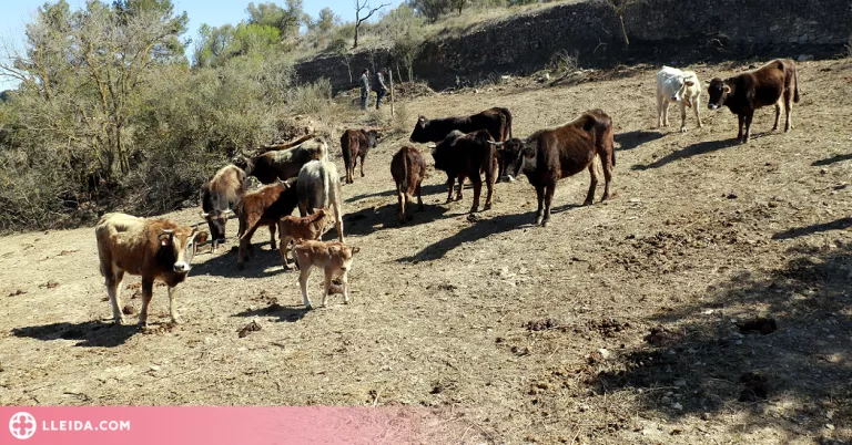 ⏯️ La ramaderia extensiva torna a la Vall del Corb