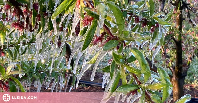 La tercera nit consecutiva de gelades a Ponent acaba amb la fruita que s'havia salvat