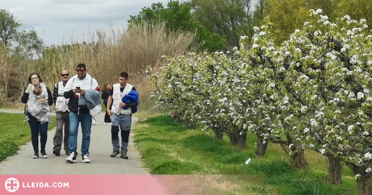 Montoliu de Lleida clou les rutes de la floració i ja prepara noves edicions