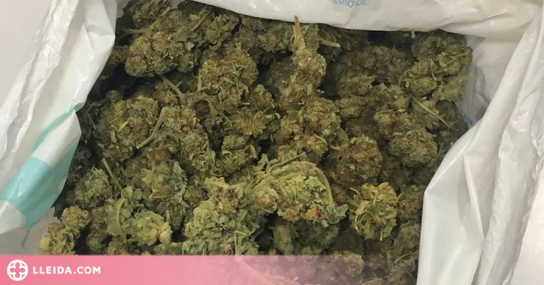 Detingut al Segrià amb més de 200 grams de marihuana al cotxe