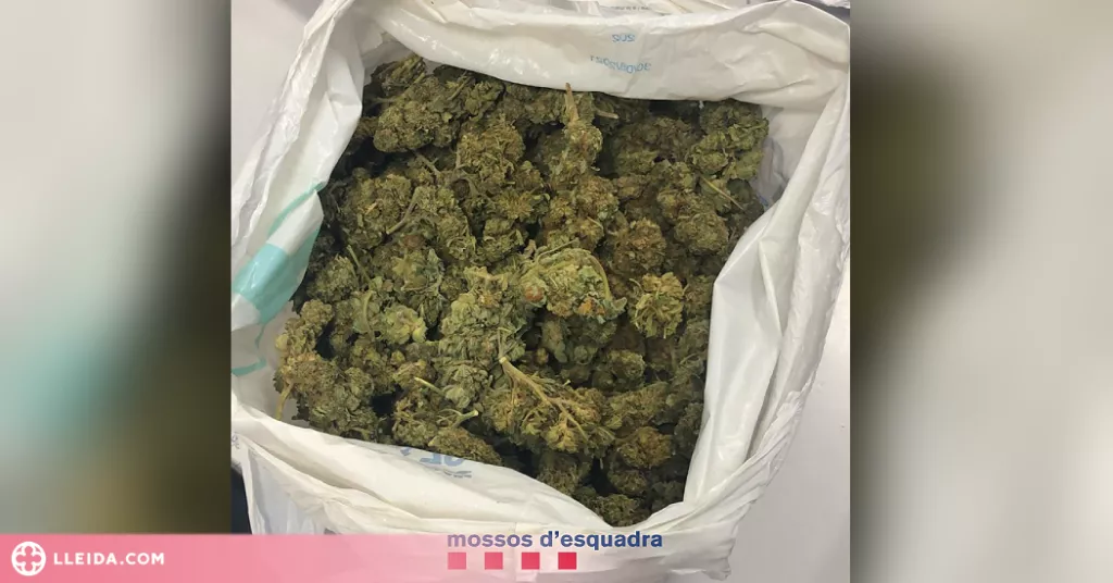Detingut al Segrià amb més de 200 grams de marihuana al cotxe