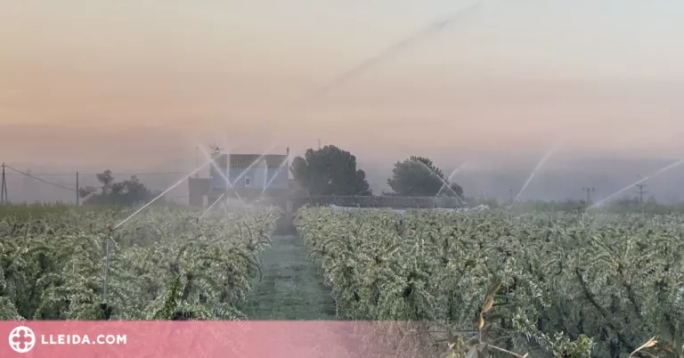 JARC demana a Jordà ajuts directes per als agricultors professionals afectats per les gelades