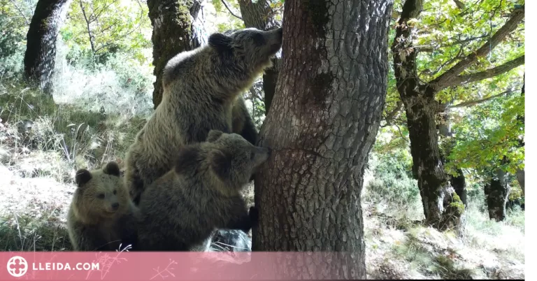 Identificats almenys 70 ossos i 8 llops des del 2019 al Pirineu