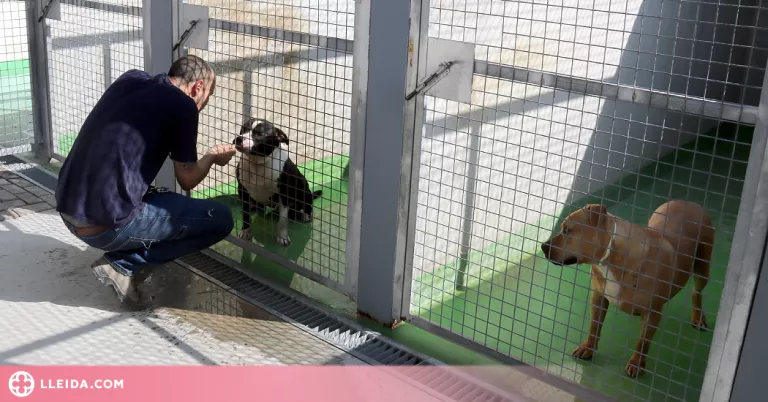 ⏯️ Menys adopcions al Refugi dels Peluts de Lleida durant l'estiu i més abandonaments