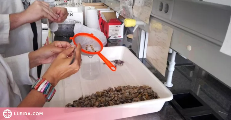 Ingerim uns 8.100 microplàstics per any amb el consum de mol·luscs
