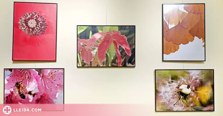 Exposició fotogràfica col·lectiva a la Fecoll