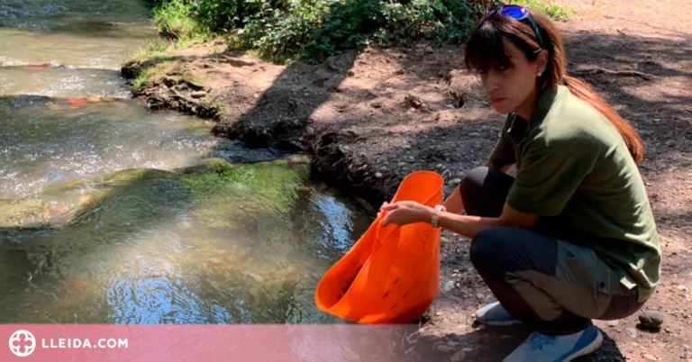 Alliberen 700 exemplars de peixos a la zona de pesca de Corbins