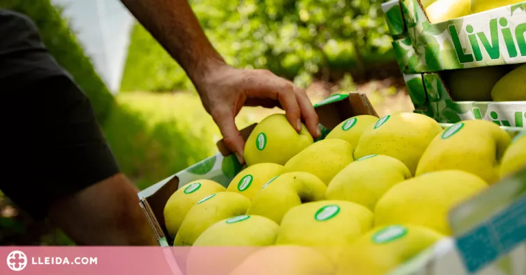 Nufri estima produir un 45% menys de poma a causa de les galeades d'abril