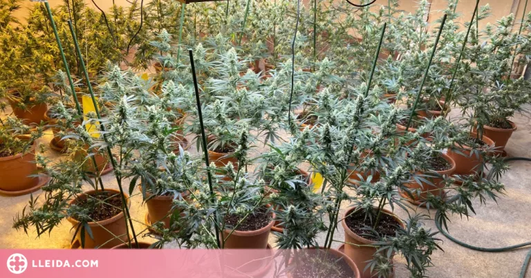 Detingut per cultivar 376 plantes de marihuana en una casa a la Noguera