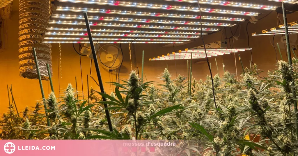 Detingut per cultivar 376 plantes de marihuana en una casa a la Noguera