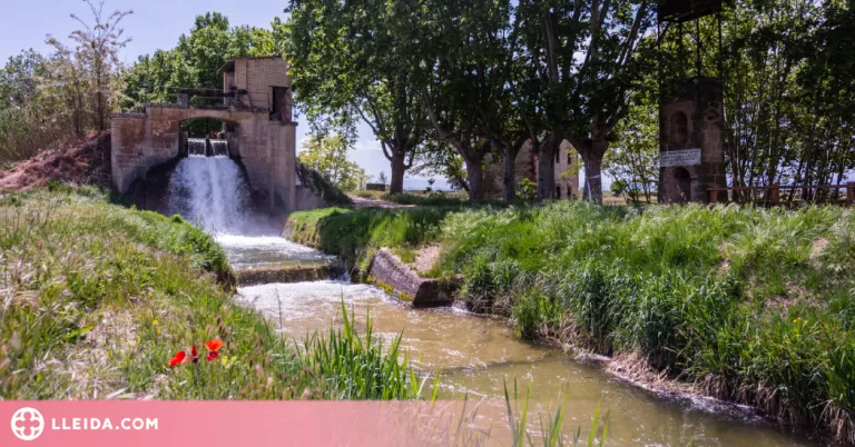 Comença la plantació d'arbres dels Canals d’Urgell al Pla d’Urgell