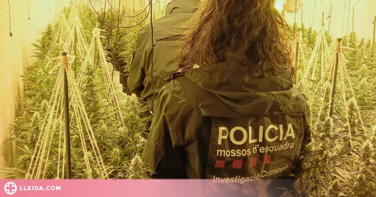 Desarticulat un grup criminal dedicat al cultiu de marihuana a les comarques lleidatanes