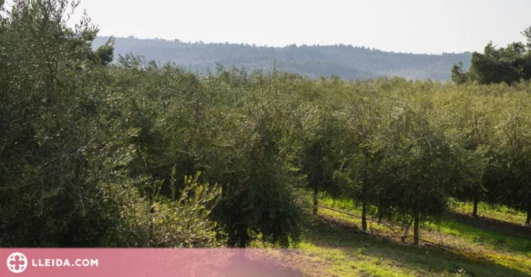 JARC reclama millores urgents en l’assegurança pel fred en l’olivera