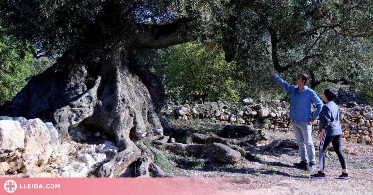 ⏯️ Pagesos i entitats alerten que les oliveres mil·lenàries perillen per la manca d'ajuts del Govern