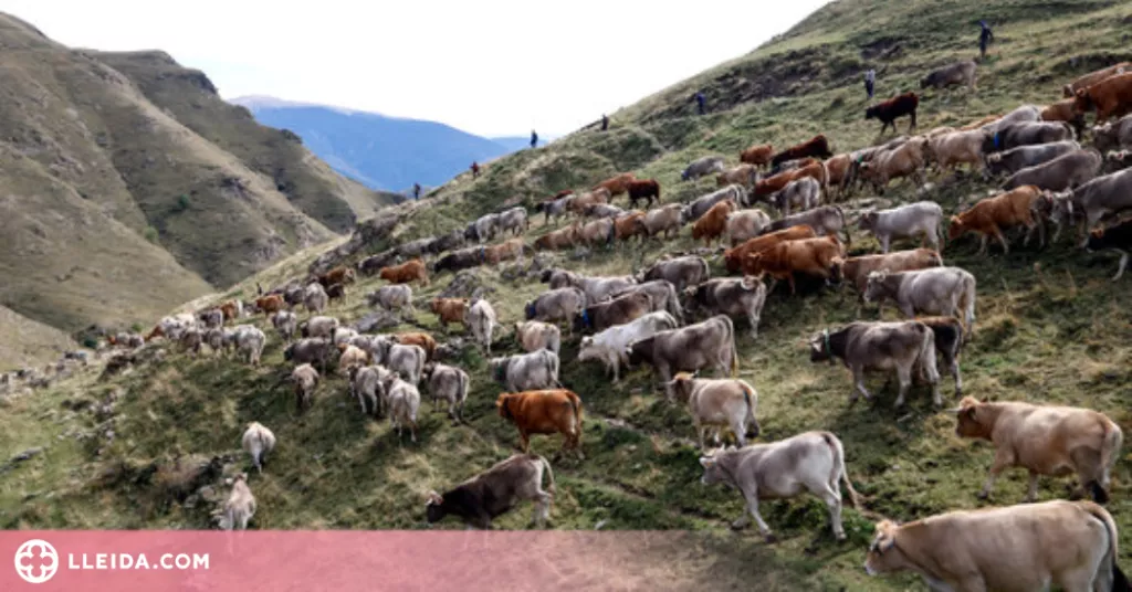 ⏯️ Uns 30 ramaders recullen les 1.200 vaques que han passat l'estiu a la muntanya de Llessui