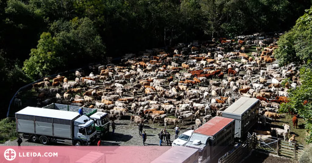 ⏯️ Uns 30 ramaders recullen les 1.200 vaques que han passat l'estiu a la muntanya de Llessui