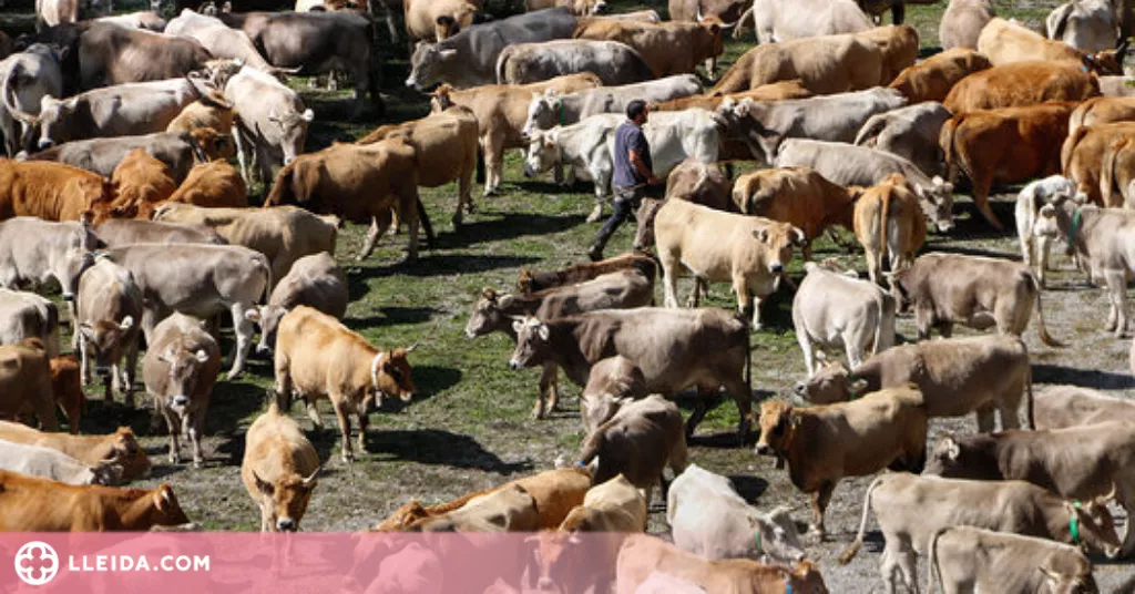 ⏯️ Uns 30 ramaders recullen les 1.200 vaques que han passat l'estiu a la muntanya de Llessui