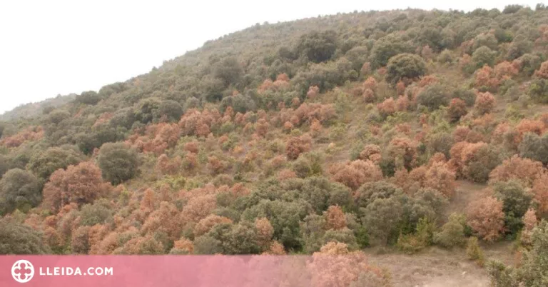 Els beneficis dels boscos mediterranis perillen si puja la temperatura global