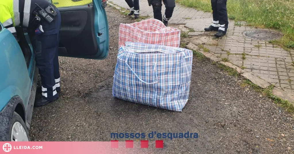Detingut a Lleida amb més de 12 quilos de marihuana al cotxe