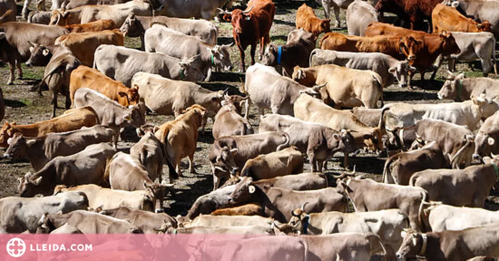 ⏯️ Uns 30 ramaders recullen les 1.200 vaques que han passat l'estiu a la muntanya de Llessui