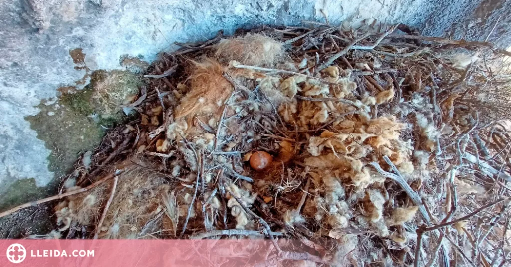 Rescaten un ou de trencalòs a l'Alta Ribagorça