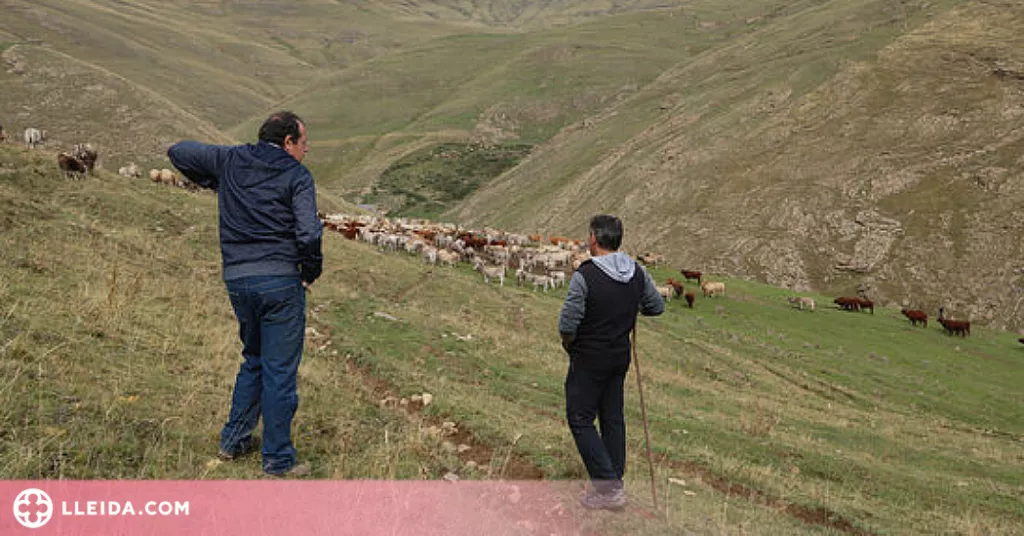 ⏯️ Uns 30 ramaders recullen les 1.200 vaques que han passat l'estiu a la muntanya de Llessui