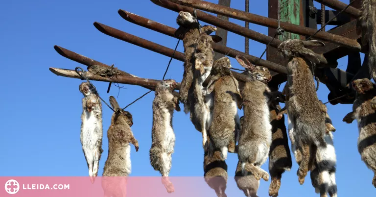 Ecologistes en Acció rebutja l'ús de verins per acabar amb la plaga de conills a Ponent