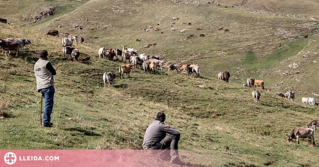 ⏯️ Uns 30 ramaders recullen les 1.200 vaques que han passat l'estiu a la muntanya de Llessui