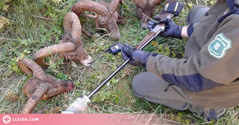 Confirmen la condemna a un furtiu que va caçar un isard a Espot i va penjar una foto a Instagram