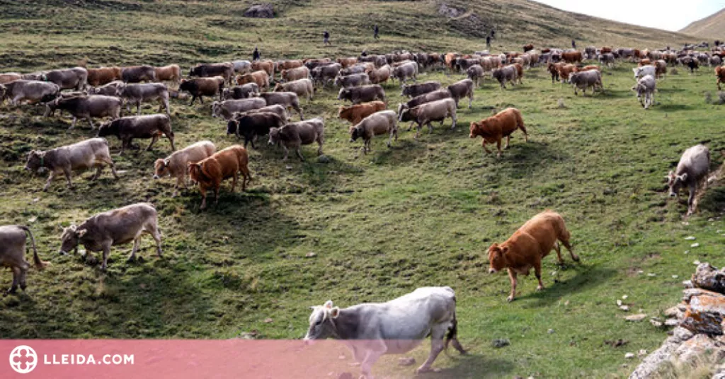 ⏯️ Uns 30 ramaders recullen les 1.200 vaques que han passat l'estiu a la muntanya de Llessui