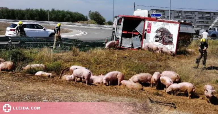 Diversos animals morts i un conductor ferit lleu al Segrià en bolcar un camió que transportava porcs