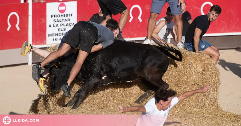 Denuncien cinc correbous per suposat maltractament animal