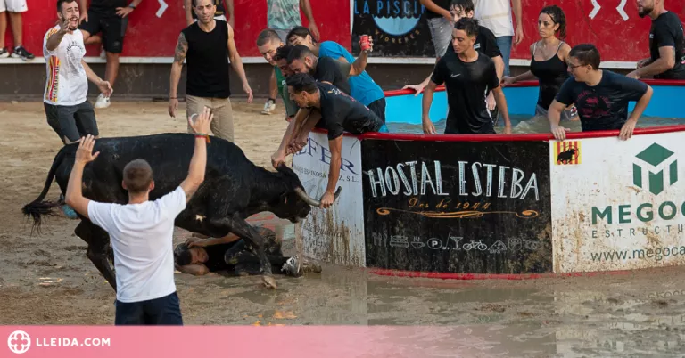 Denuncien cinc correbous per suposat maltractament animal