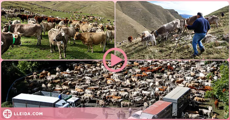 ⏯️ Uns 30 ramaders recullen les 1.200 vaques que han passat l'estiu a la muntanya de Llessui