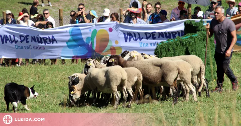 El 58è Concurs de Gossos d'Atura de Castellar de n'Hug aplega més de 2.000 visitants