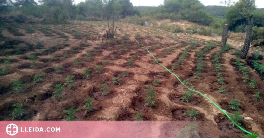 Desmantellen dues plantacions de marihuana a Camarasa i Juncosa