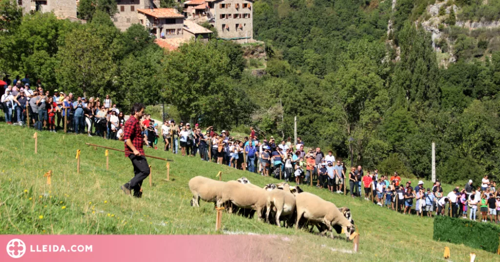 El 58è Concurs de Gossos d'Atura de Castellar de n'Hug aplega més de 2.000 visitants