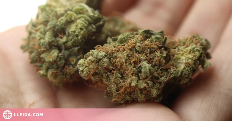 Desarticulen a Andalusia un grup criminal per un enviament de marihuana i haixix interceptat a Vielha