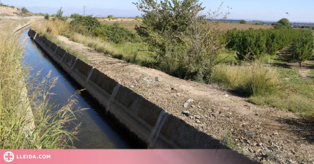 ⏯️ Els regants de l'Urgell salven la campanya "més complicada dels darrers 50 anys"